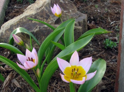 Tulipa saxatilis