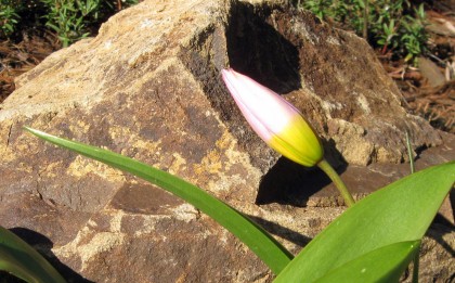 Unopened Tulipa saxatilis