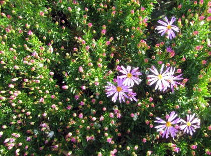 albanyhillaster Some kind if Aster