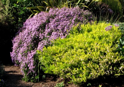 albanyhillcoleonema The Aster with Coleonema last May or June