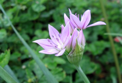 Allium unifolium