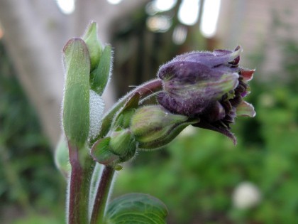 Black Barlow Columbine with Spittle