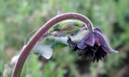 Another Black Barlow with Spittle Bug