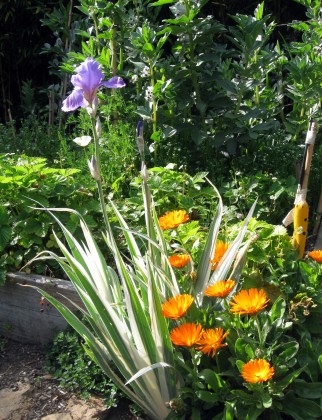 Variegated Iris with Calendula