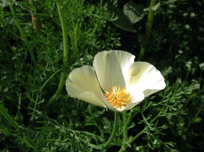 California Poppy White Linen