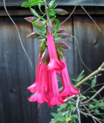 Sacred Flower of the Incas, Cantua buxifolia
