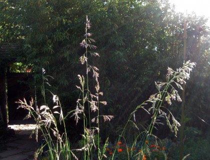 Festuca californica