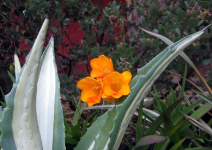 Freesia