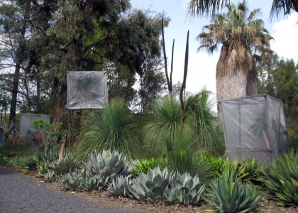 grasstreeplanting1