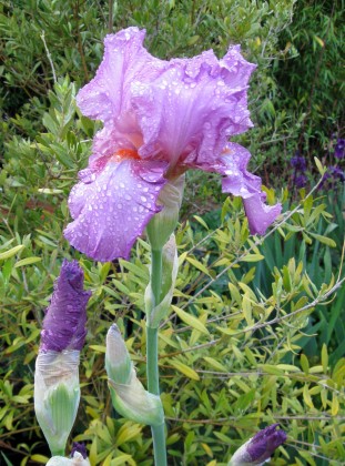 Bearded Iris