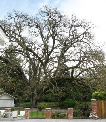 lafayetteoaktree Wow