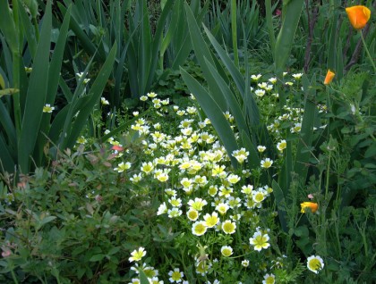 Meadowfoam with Blueberry and Iris