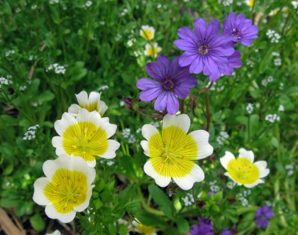 Meadowfoam and Geranium Bill Walls