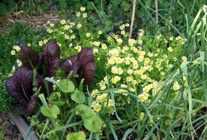 Meadowfoam, Mustard, Miners Lettuce, Garlic