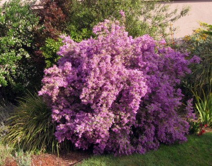 Prostanthera