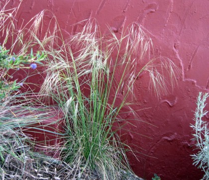 Purple Needle Grass, Nassella pulchra