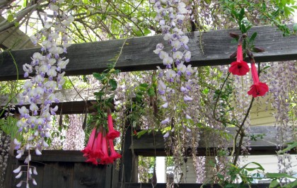 Sacred Flower with Wisteria