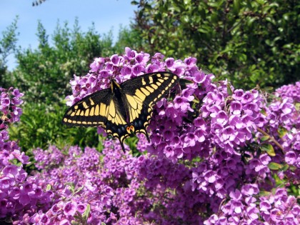 Swallowtail on Prostanthera
