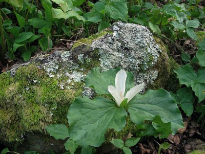 Trillium chloropetalum var. giganteum