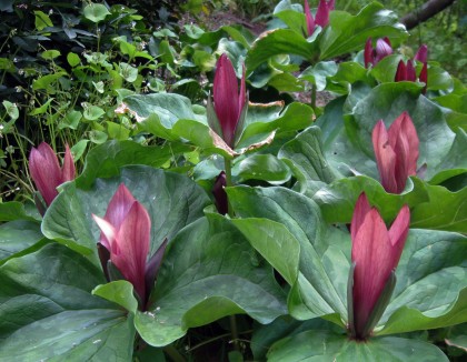 Trillium giganteum