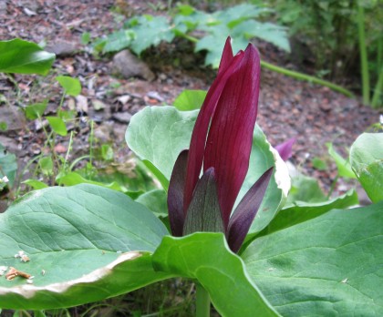 Trillium giganteum
