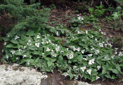 Trillium rivale