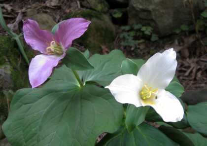 Trillium ovatum
