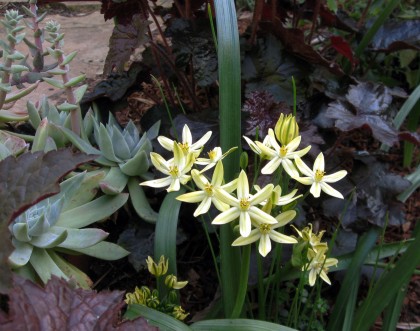 Triteleia ixioides Starlight