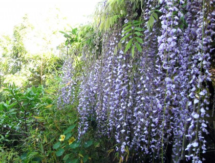 wisteriashowercurtain Wisteria Shower Curtain