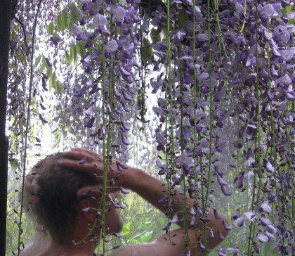 wisteriashowering Showering in the Rain