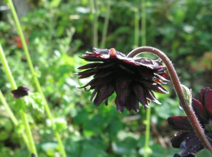 Aquilegia Black Barlow