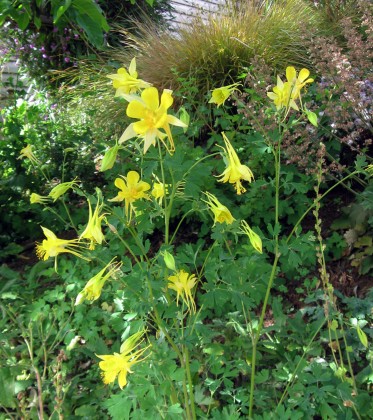 Aquilegia chrysantha