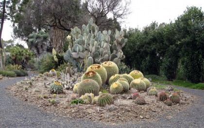 bancroftcactusmound1