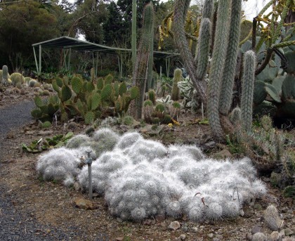 bancroftghostmammilaria