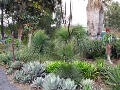 bancroftgrasstreeuncovered