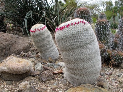 bancroftmammilaria
