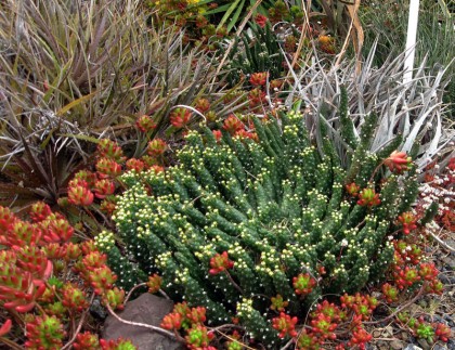 bancroftmixedsucculents