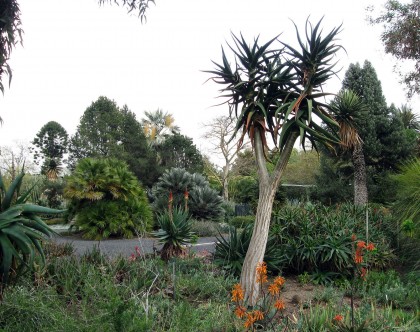 bancrofttreealoe