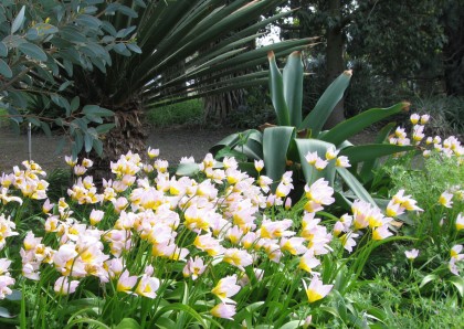 Tulipa saxatilis