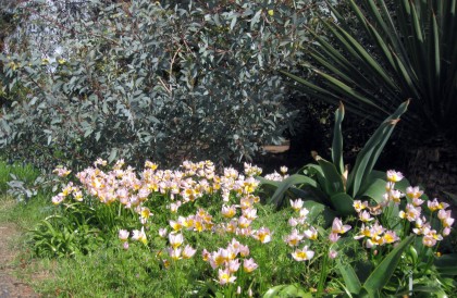 Species Tulip, Tulipa saxatlis
