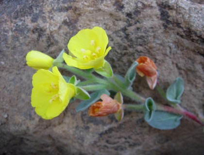 Beach Primrose, Camissonia cheiranthifolia