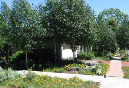 birchehouseinleaf