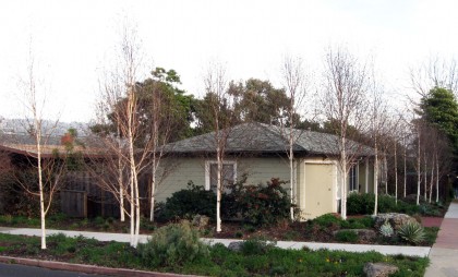 birchhouse $195,140 worth of birches?