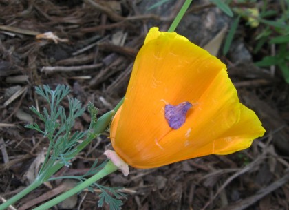 Coastal Cal Poppy with Geranium petal