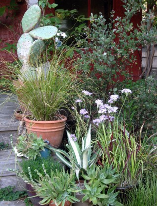 Allium unifolium blooming