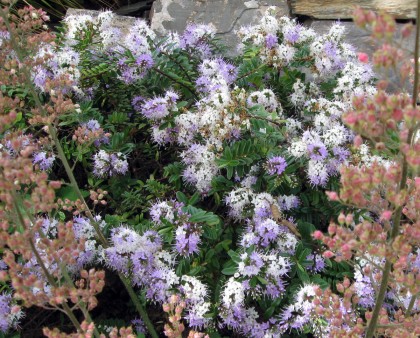 Hebe Pattys Purple