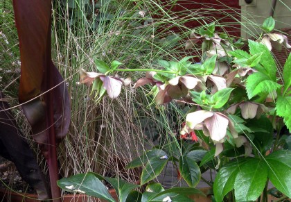 3 month old Hellerbore blooms