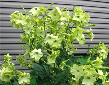 Nicotiana Limelight