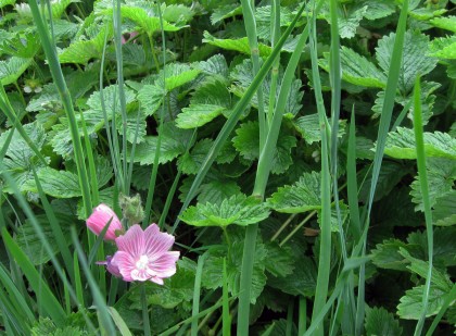 Sidalcea bloom, Sisyrinchium and Fragaria foliage