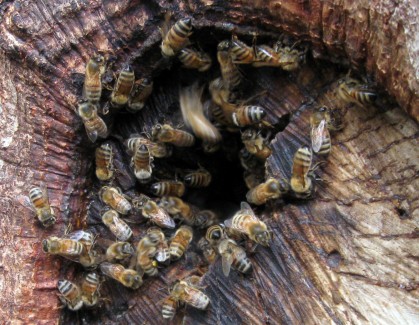 beehiveclose